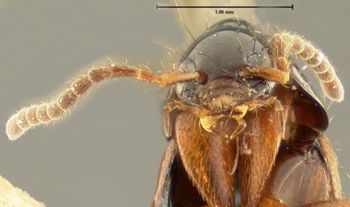 Media type: image; Entomology 34098   Aspect: head frontal view